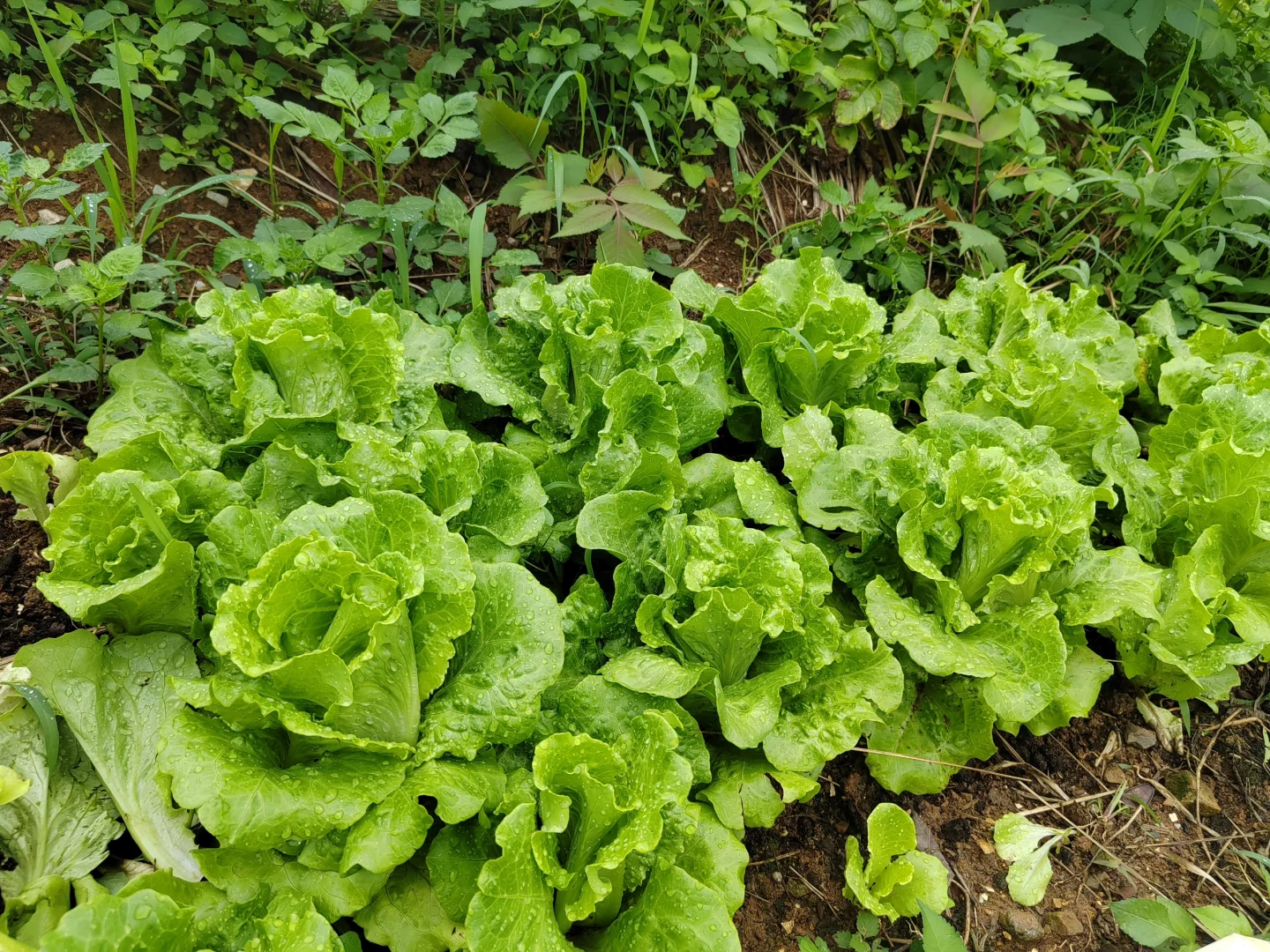 春天的菜园子是什么样的～