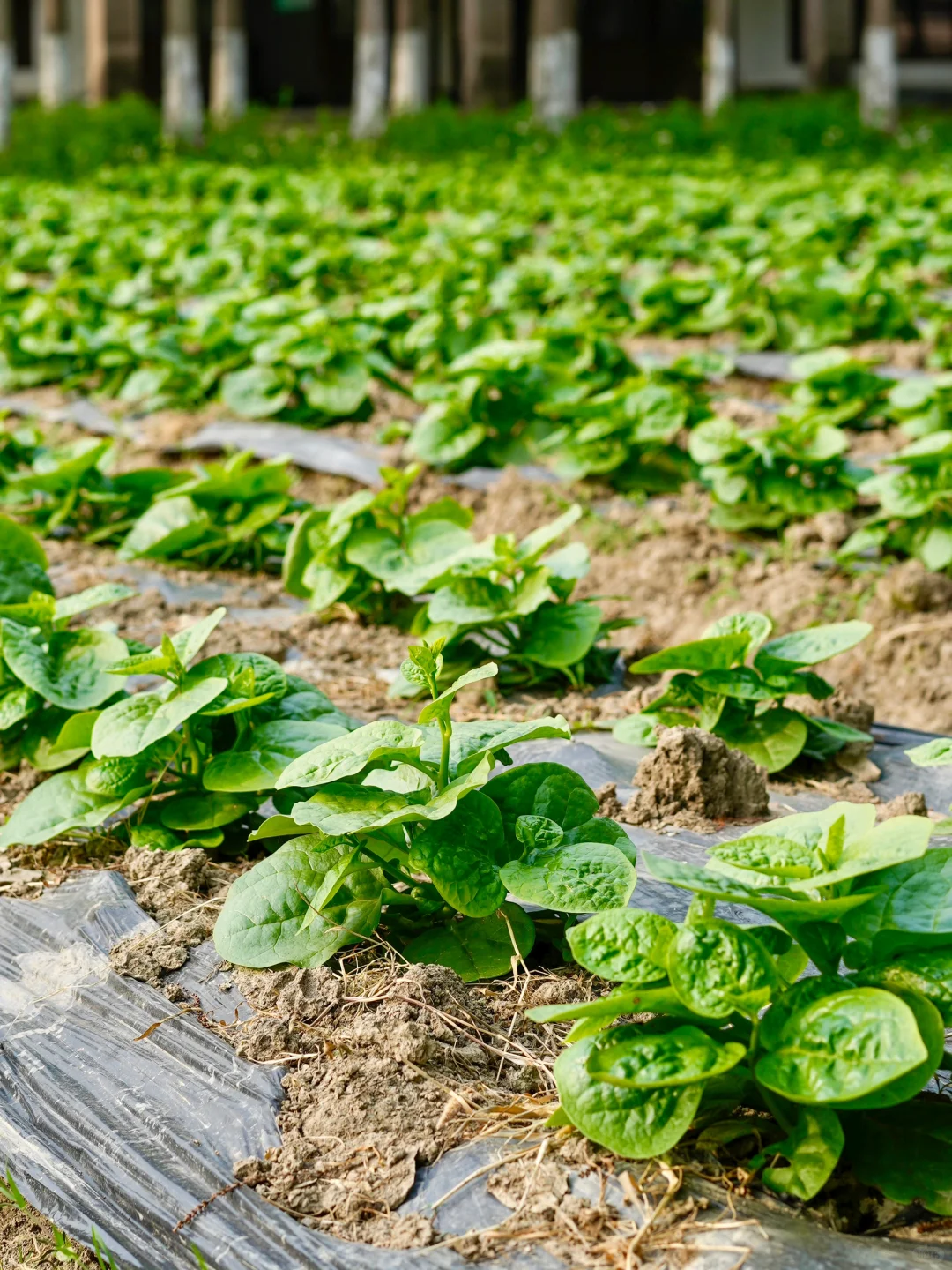 田园夏趣?乌村，让夏天的记忆不只有冰淇淋