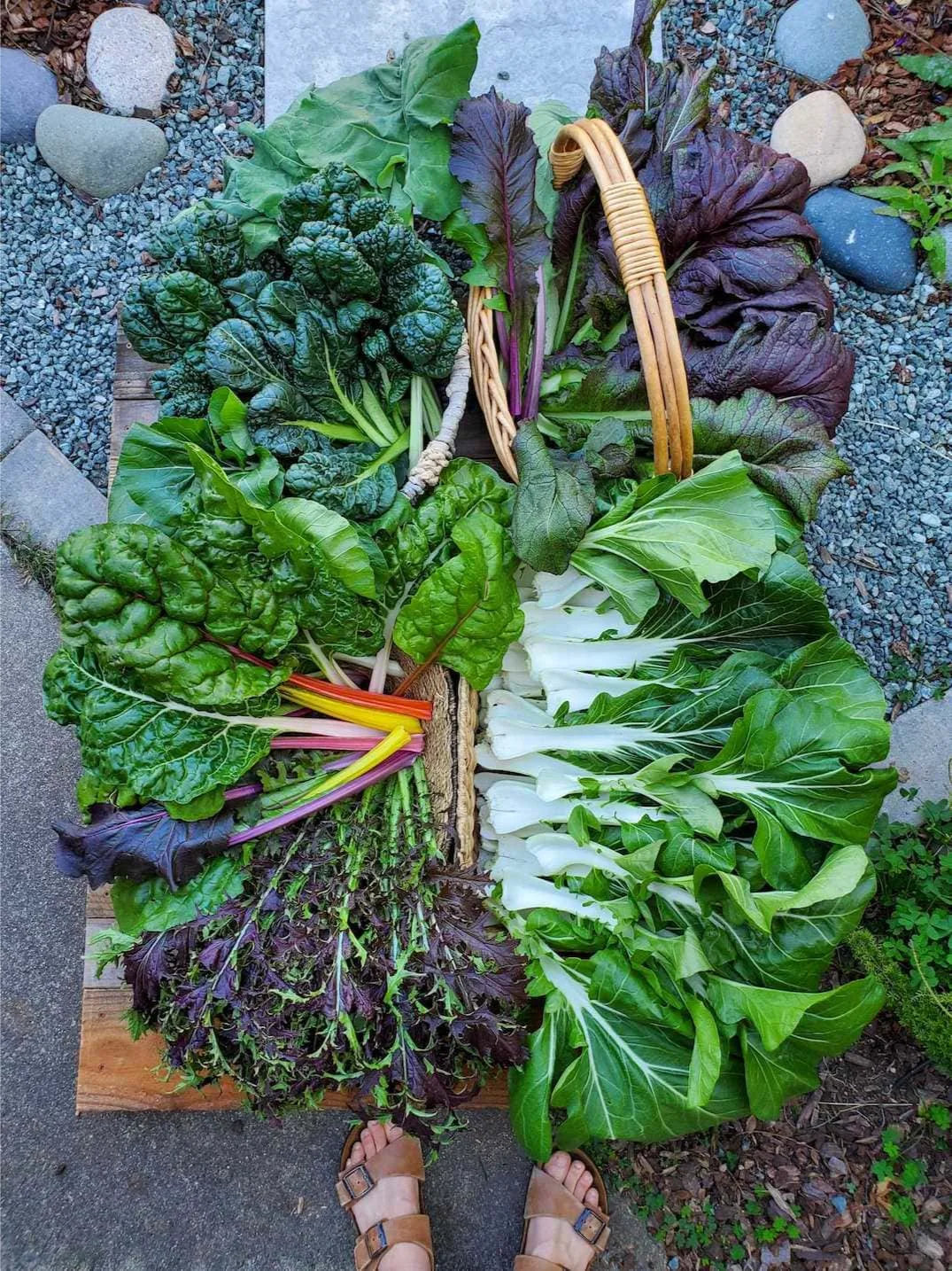 我们种植了什么：2024年秋冬花园