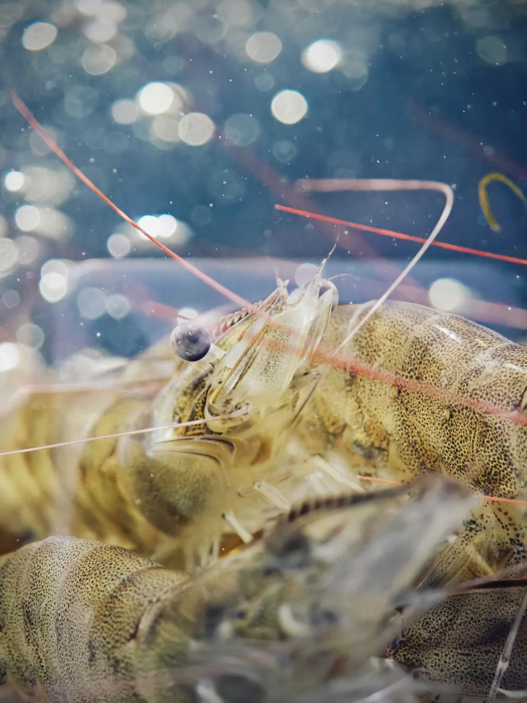 色彩生活｜瞧，超市里的果蔬如此缤纷多彩