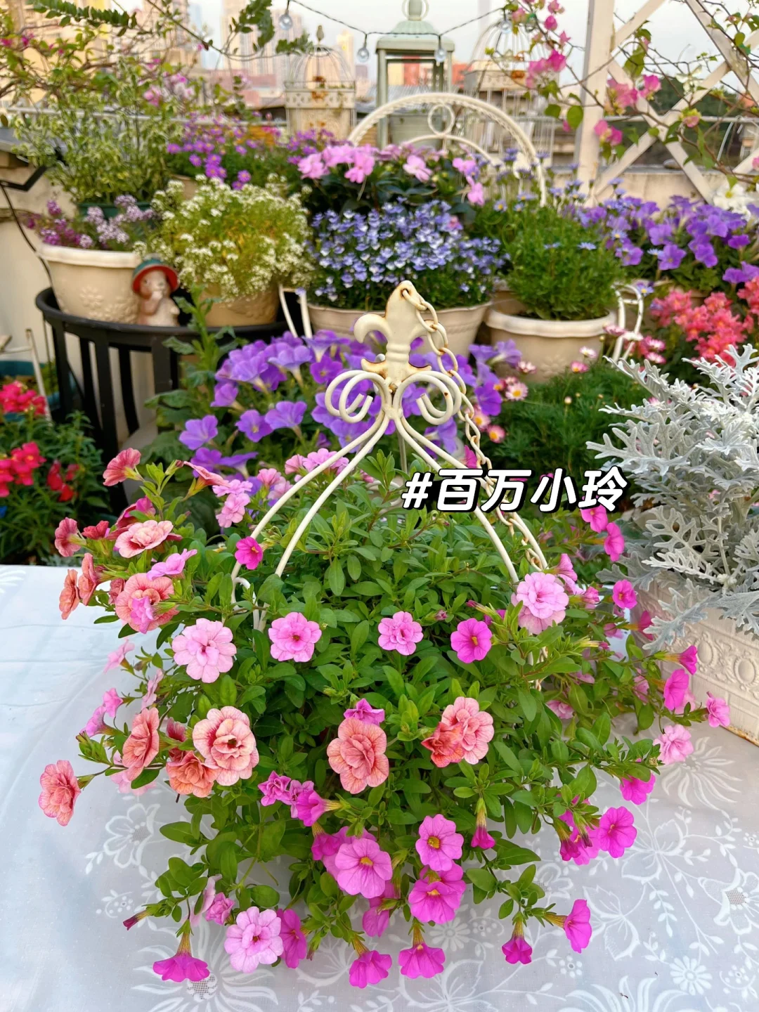 为什么我强烈推荐两广花友秋冬一定要种草花