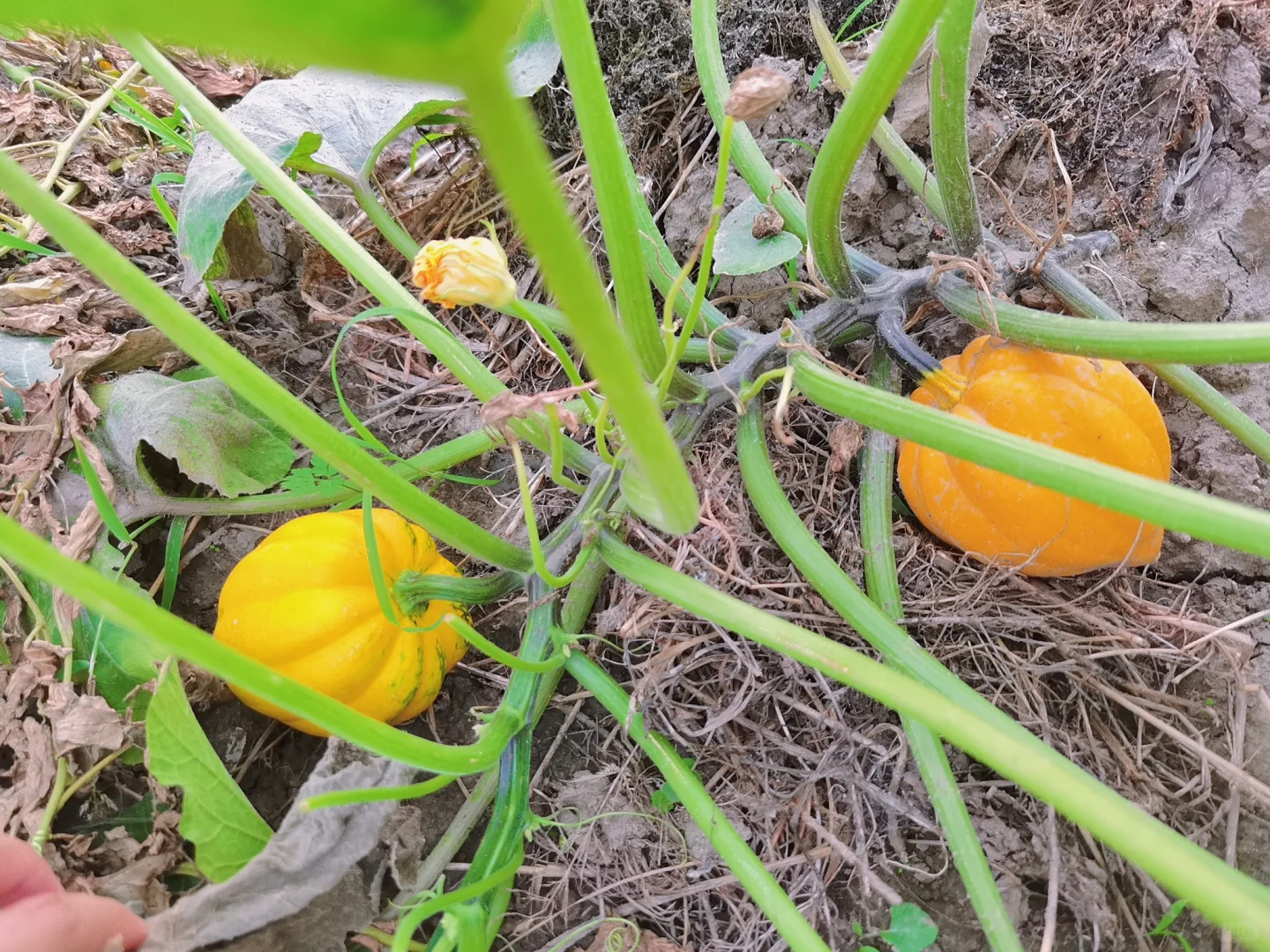 蔬菜品种合集???????