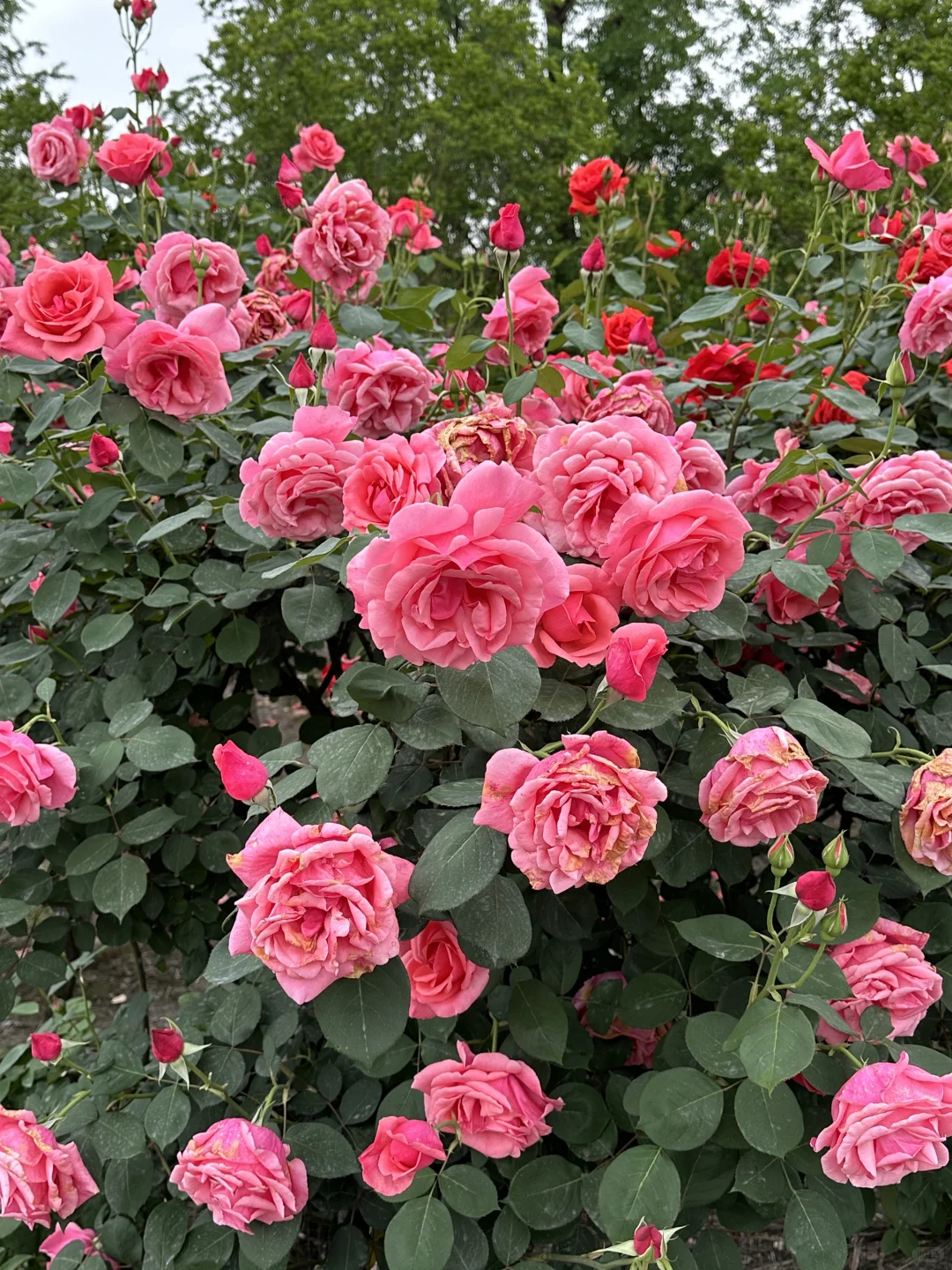 发现一片超美的玫瑰花园