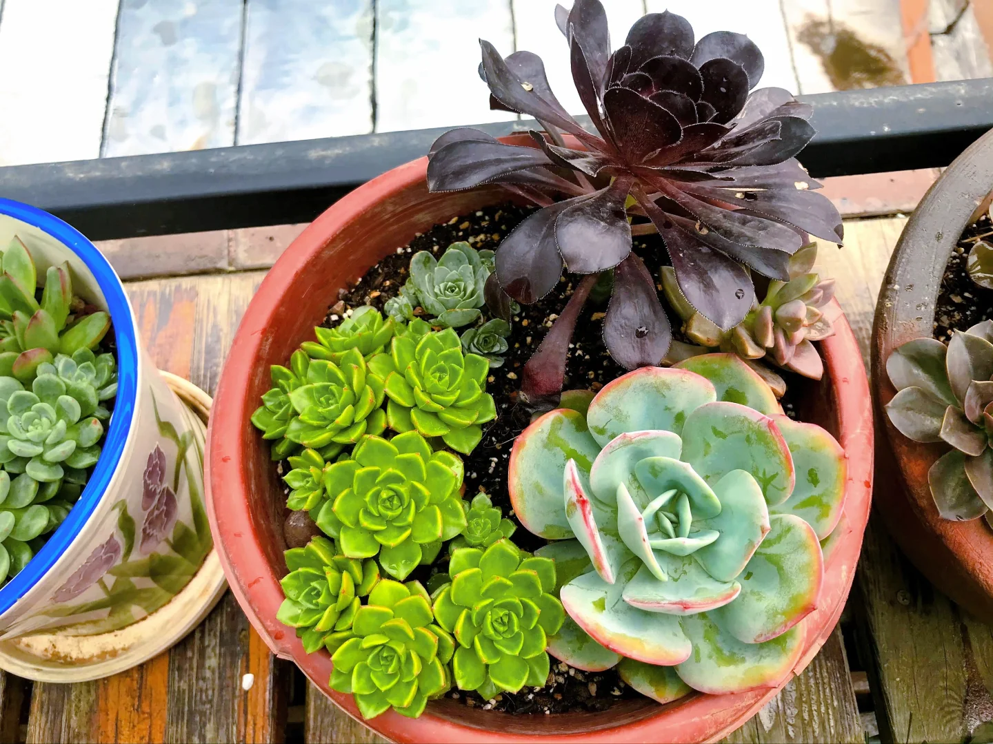 谁懂养花人的快乐?