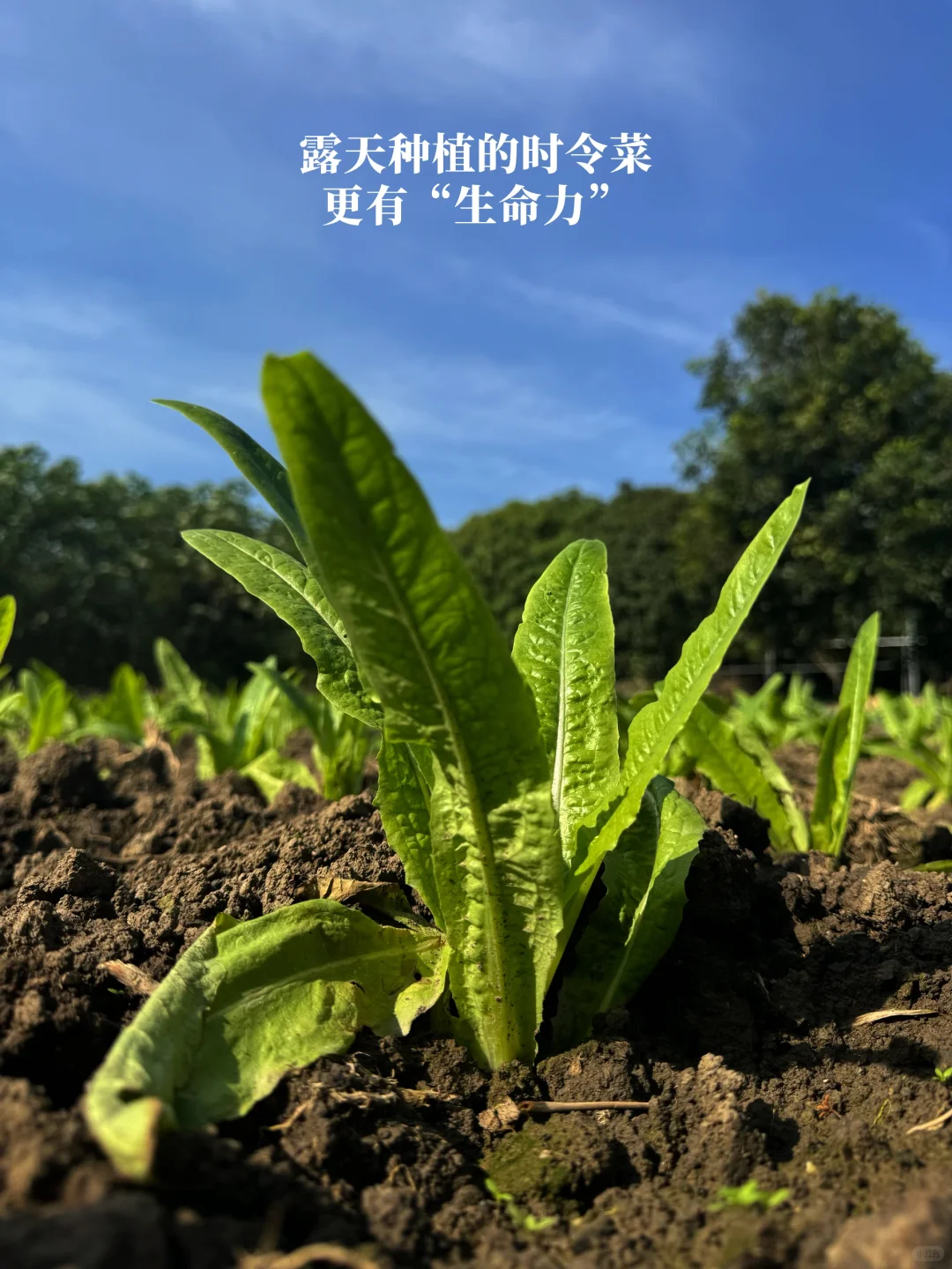 对不起了河马?我选万亩农场的“野生菜”