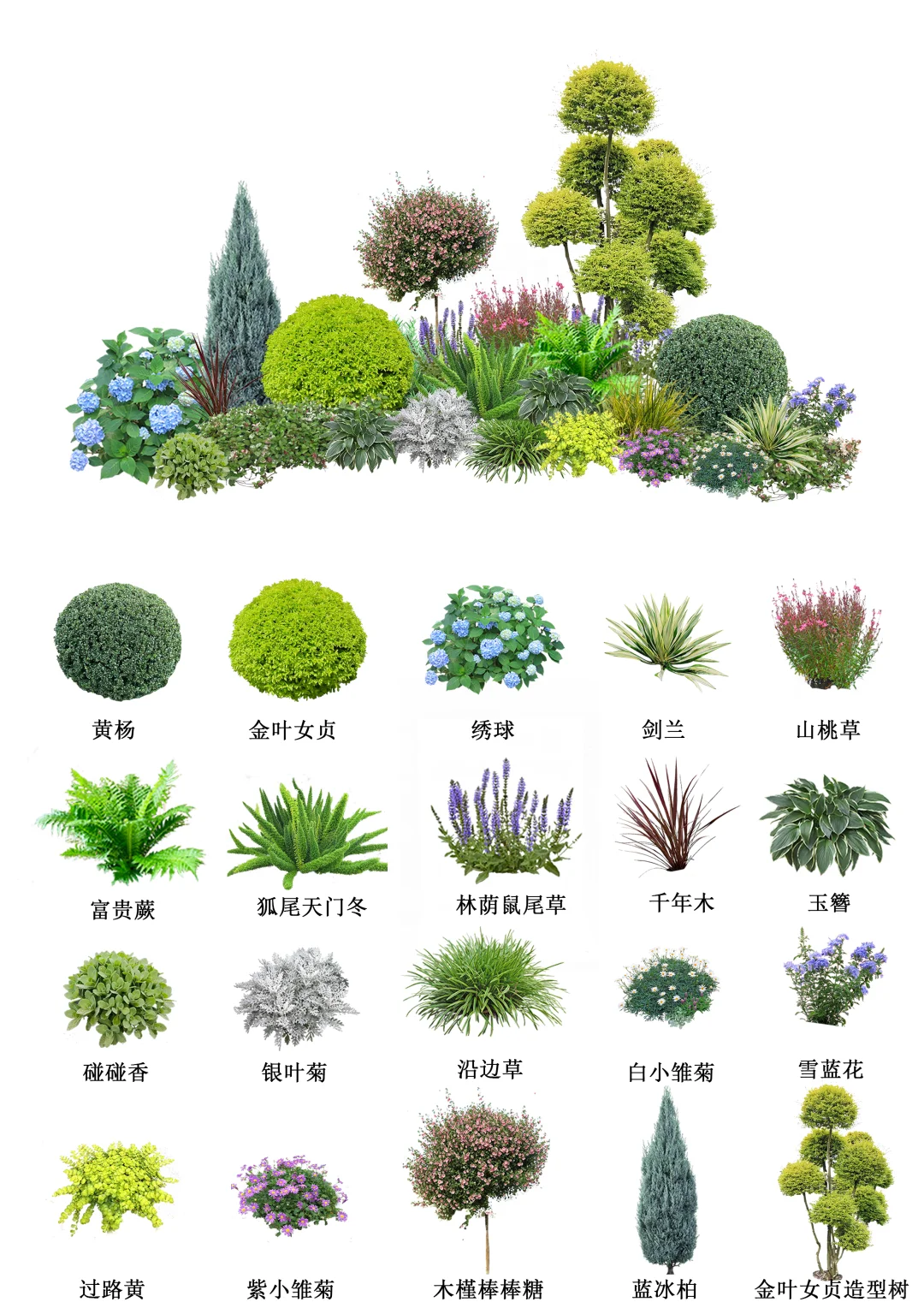 大合集l园林植物搭配小科普