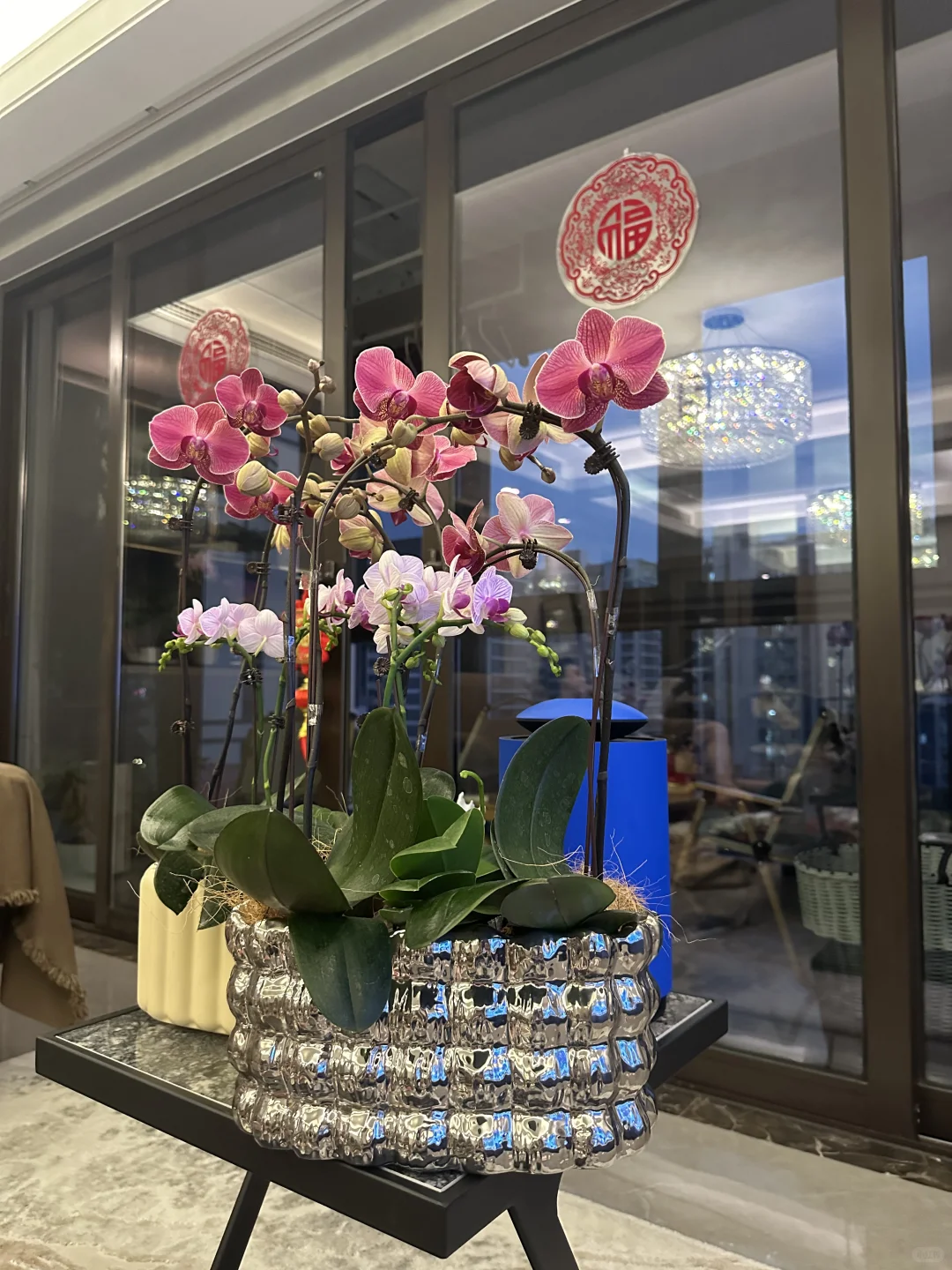 最近新入的蝴蝶兰，都超爱！还发现新基地