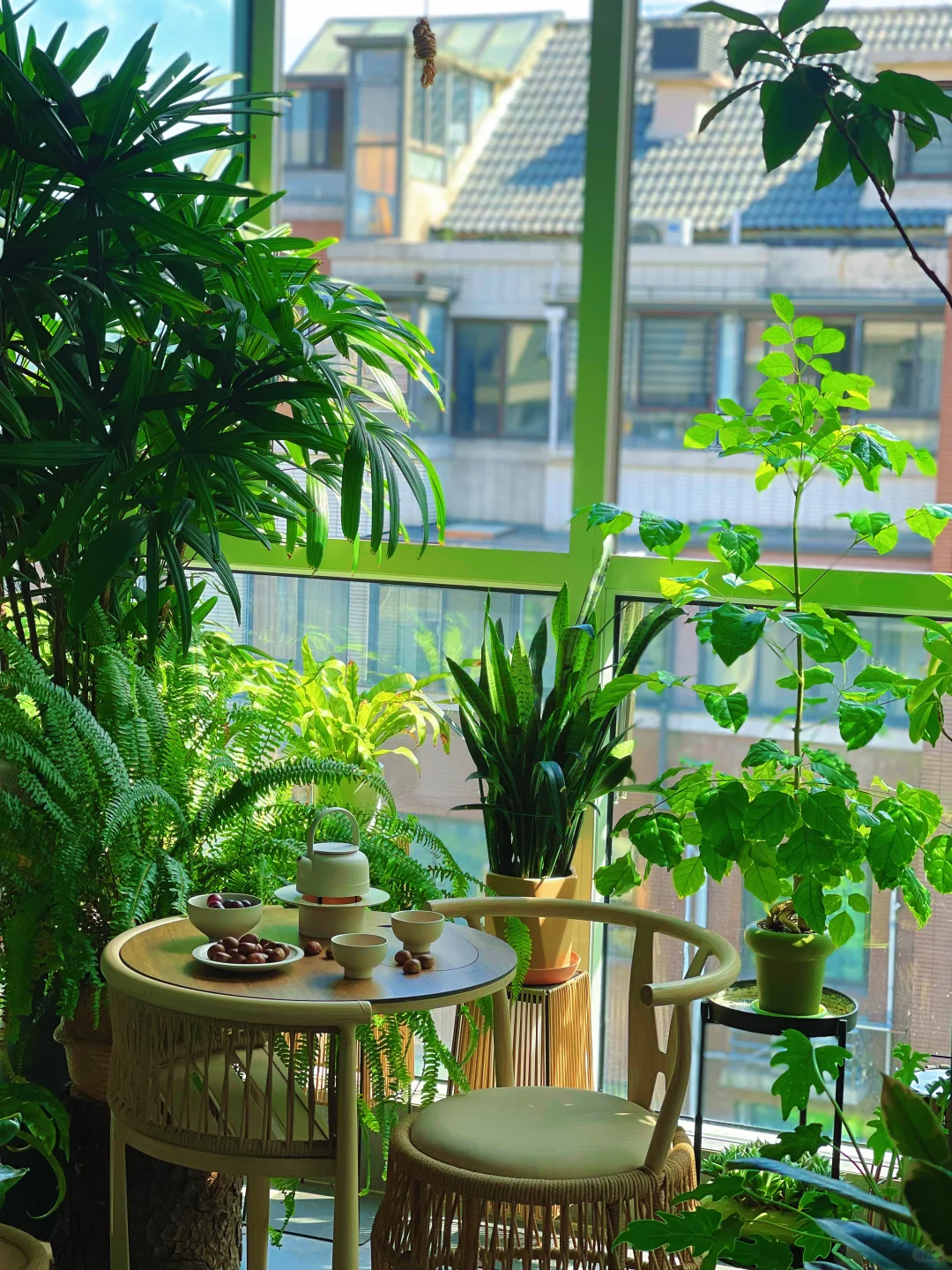 9m²小森林｜跟大家聊聊我家阳台的植物选择