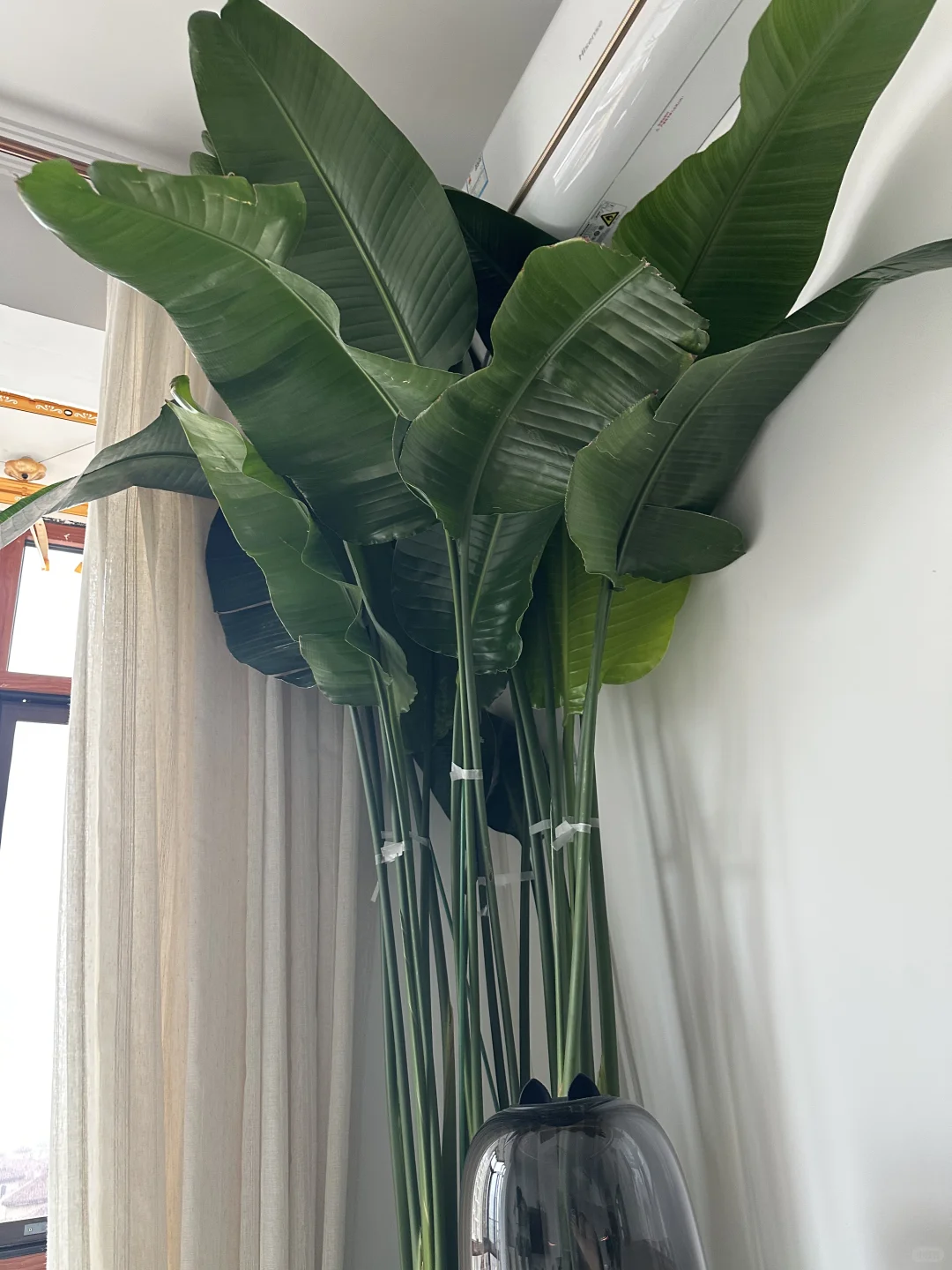 我的天堂鸟长得太好了