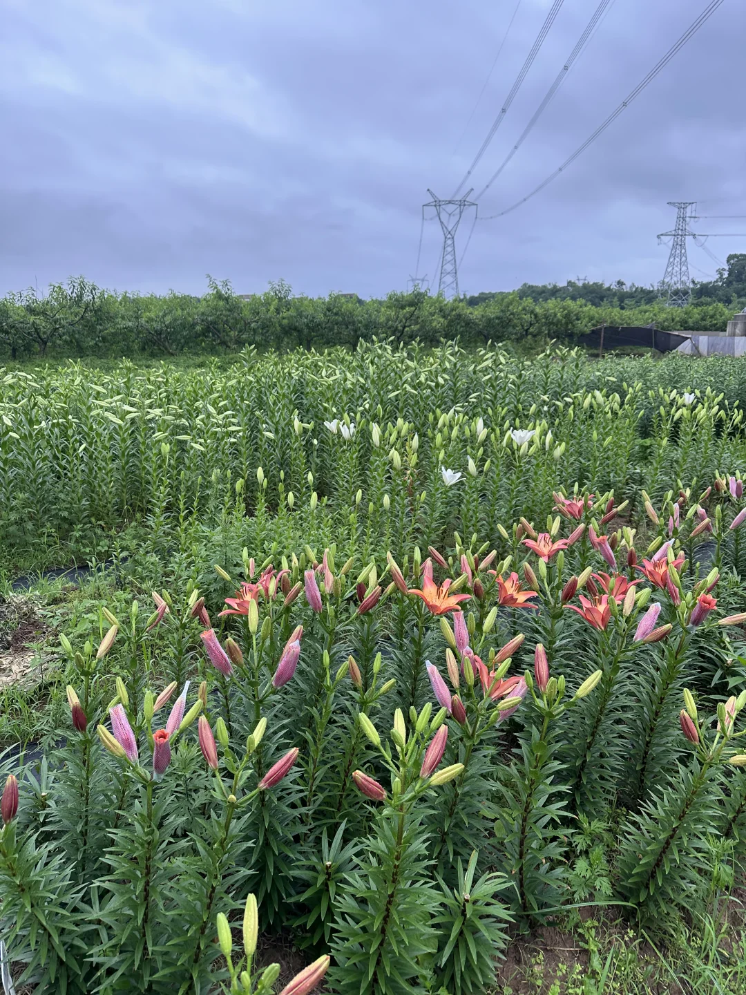 你们慢点开，我卖不过来啊