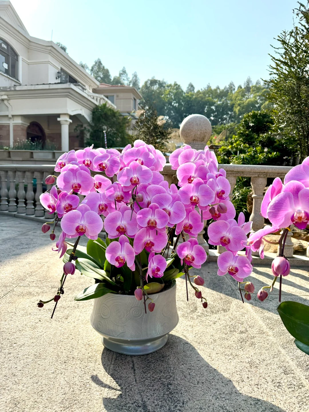 连盆十株230 ?顺德陈村蝴蝶兰下车！附地址~