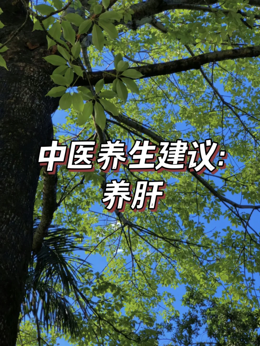 ?养肝就是养颜、养情绪｜肝好，一切都好