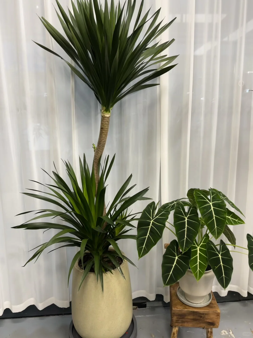 想看看你们的绿植！