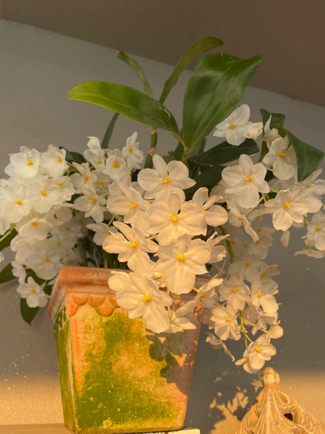 我的兰花（二）