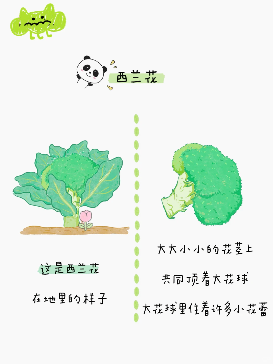 给小朋友的蔬菜图鉴