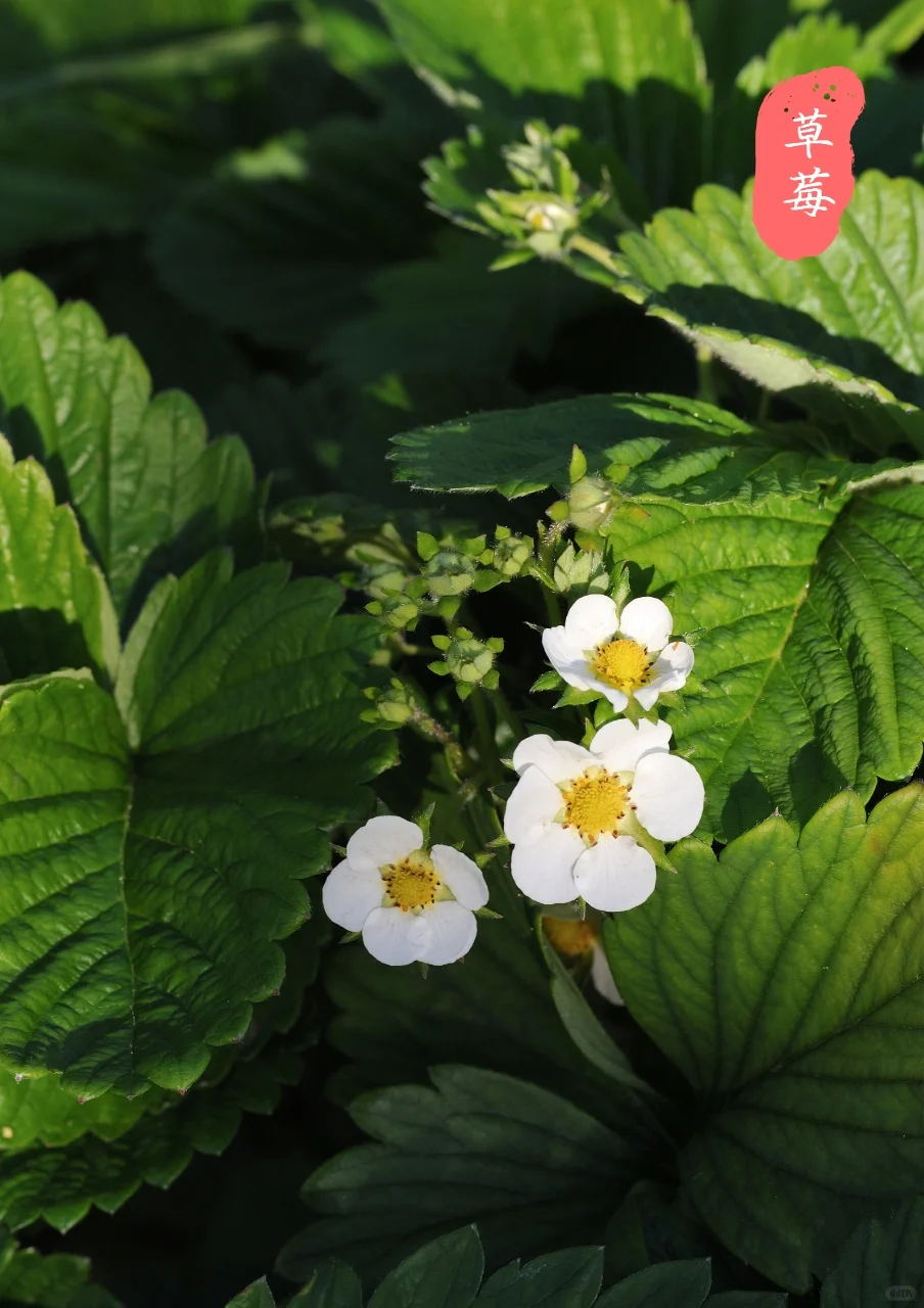 【蔬菜与花】看看爱吃的蔬菜，花?长什么样