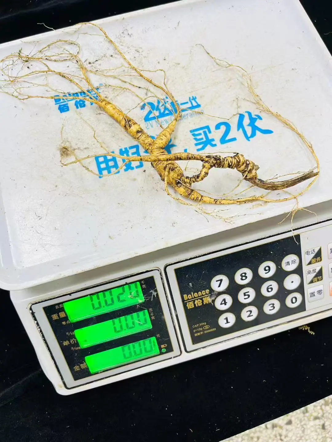 野山参：放山货，20克，芦大残再生，4指芦