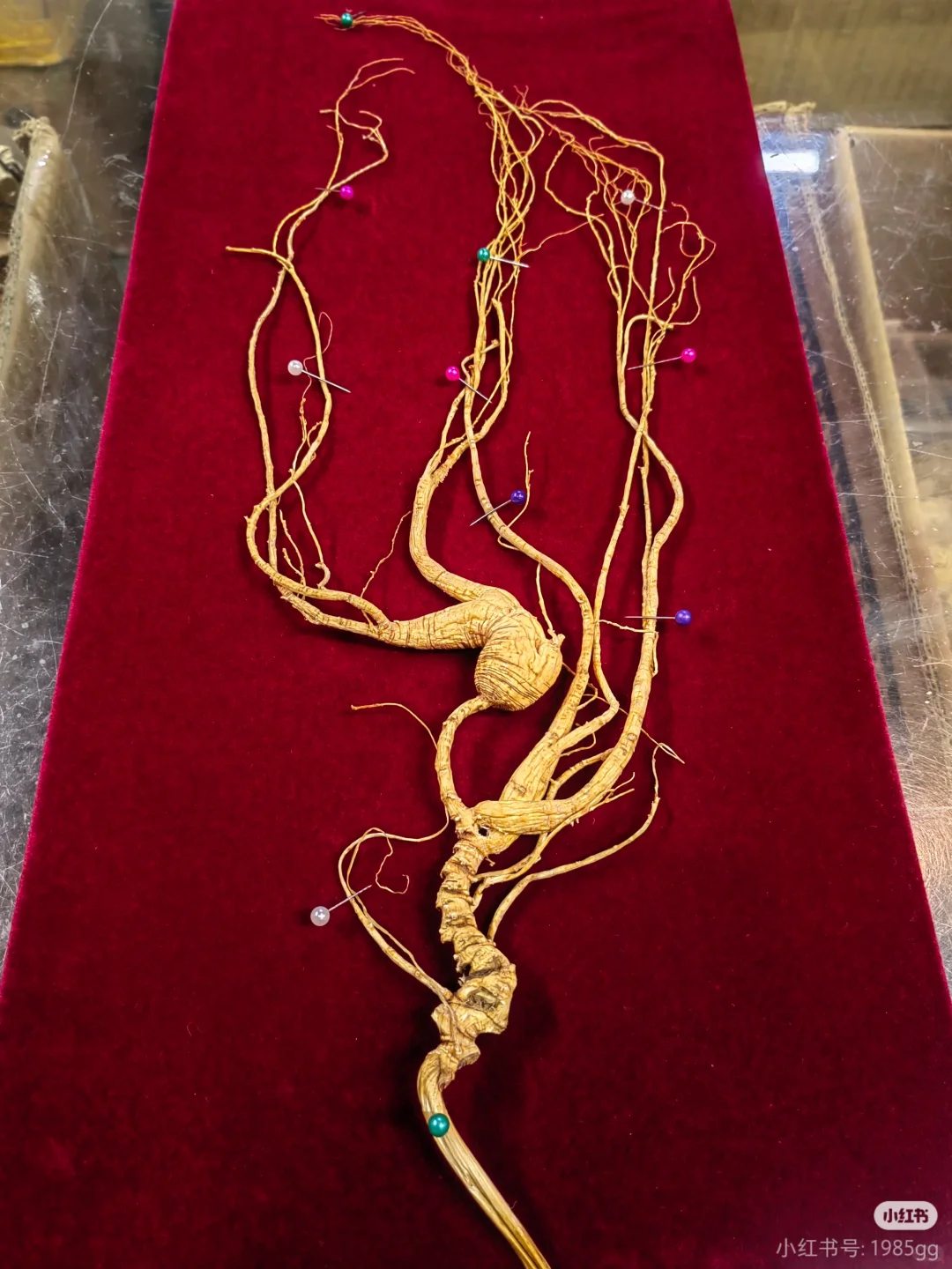 看看怎么选！林下参！