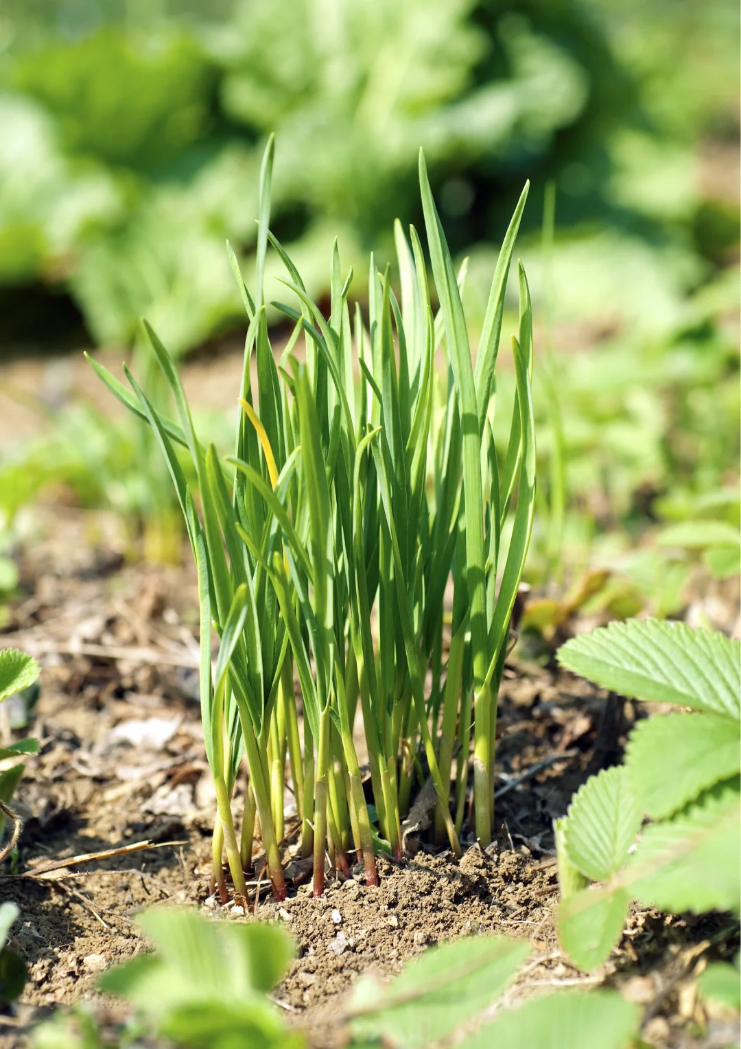 北京农场四季蔬菜不间断，冬季采摘不停歇！