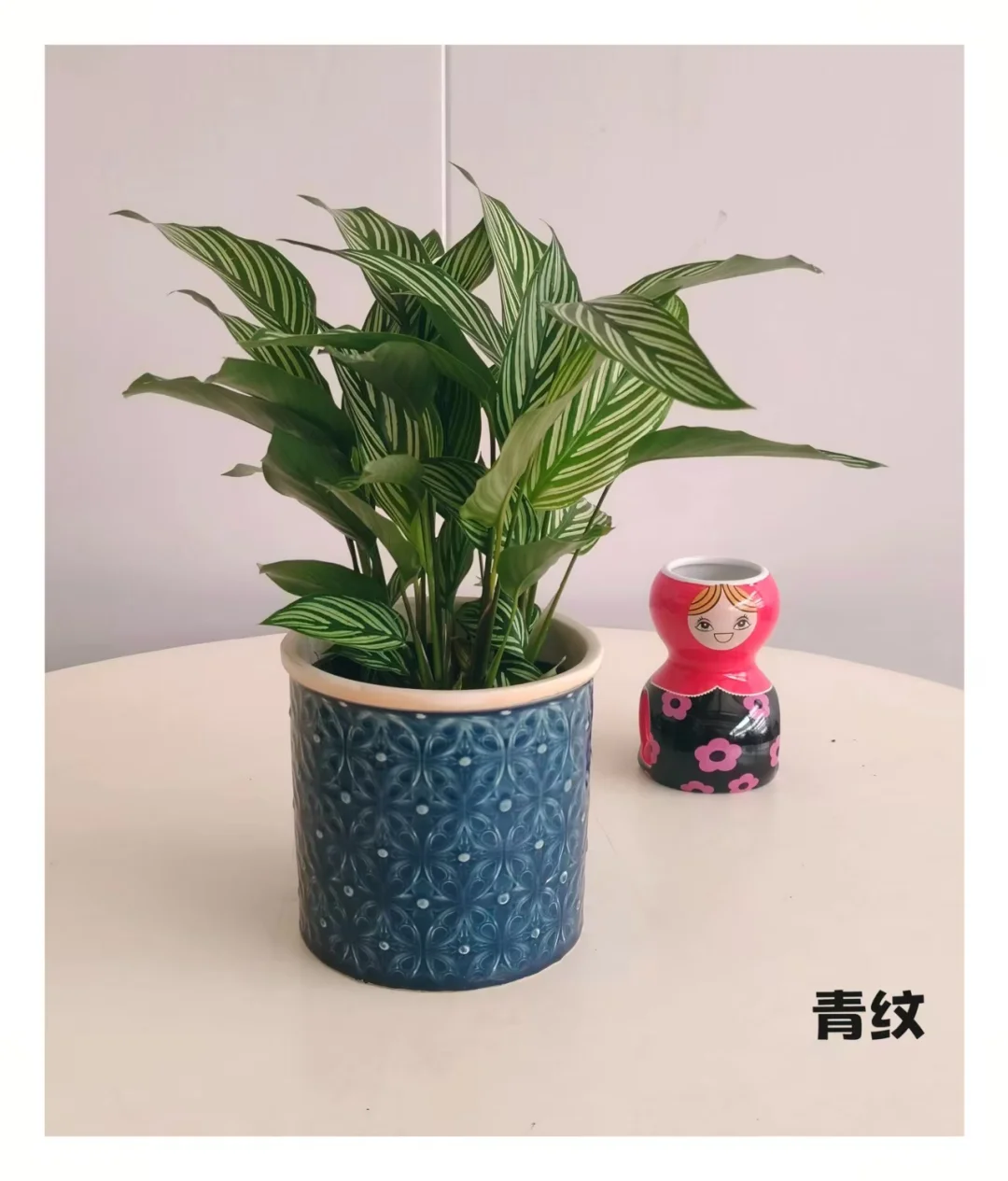 石家庄一株小绿植物摄影?合集～