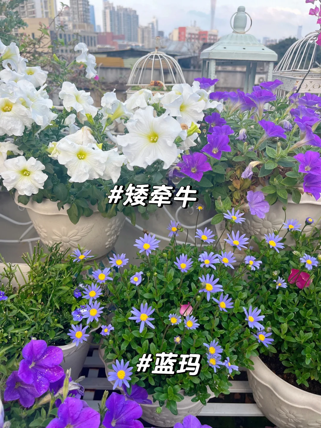 为什么我强烈推荐两广花友秋冬一定要种草花