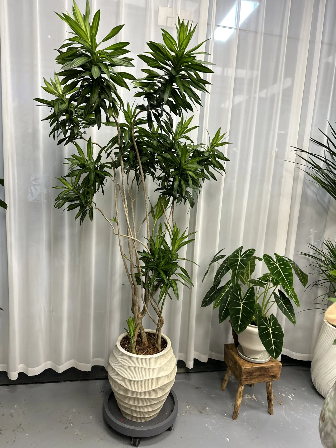 想看看你们的绿植！