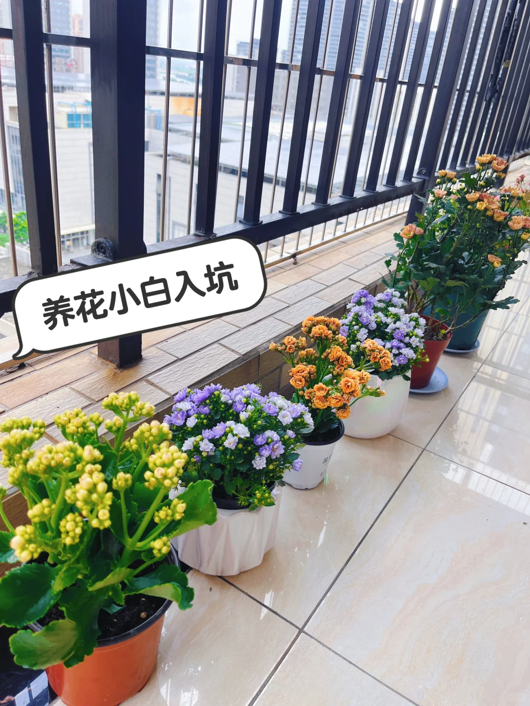 养花小白要开始入坑了