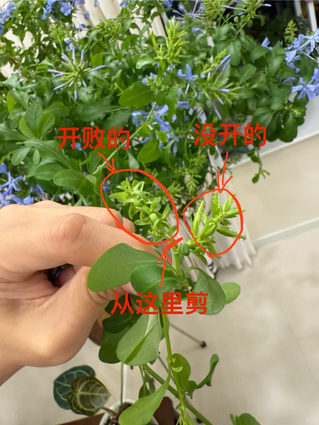 你离一盆爆盆的蓝雪花只有一步之遥