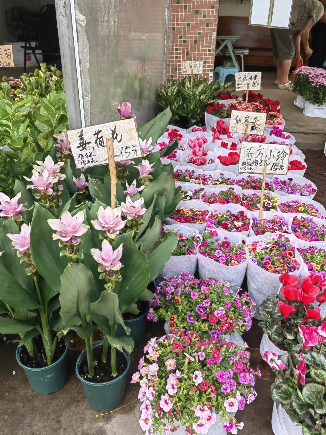 花花品种多了！2025.10.17岭南花卉市场