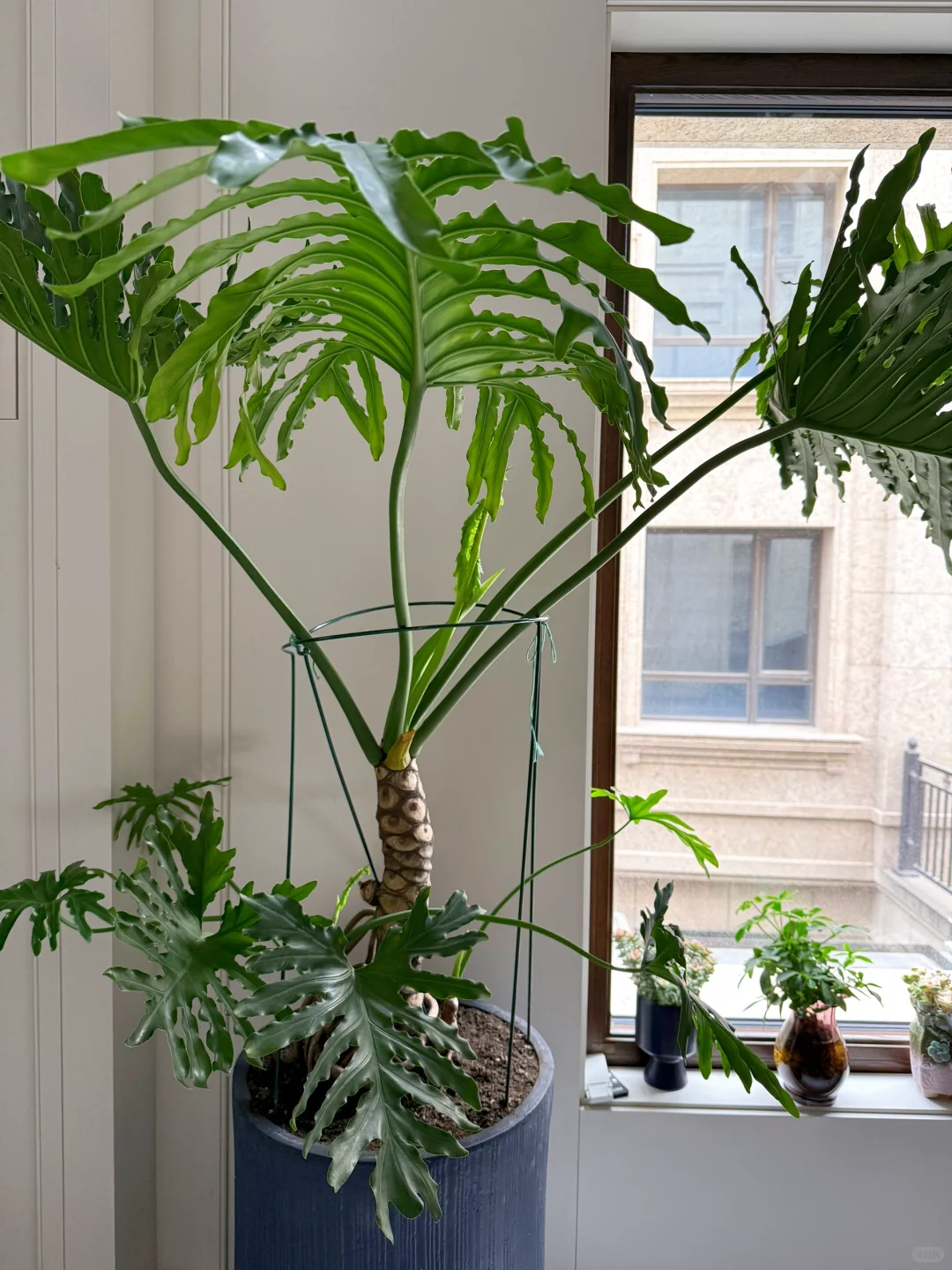 爱死了这旺盛的生命力！