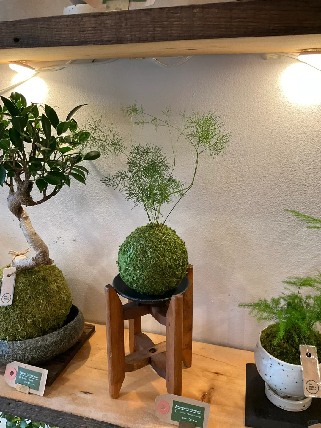 The Moss and Green 纽约植物店
