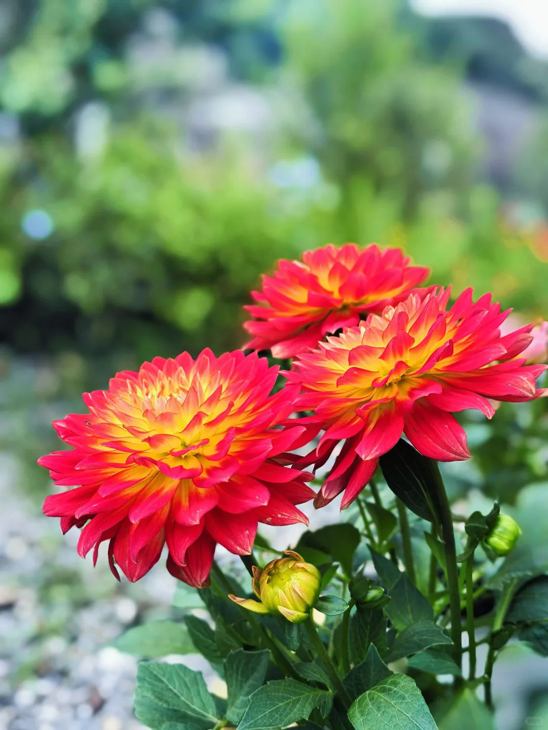 好看的花一定要分享给你（小丽花）