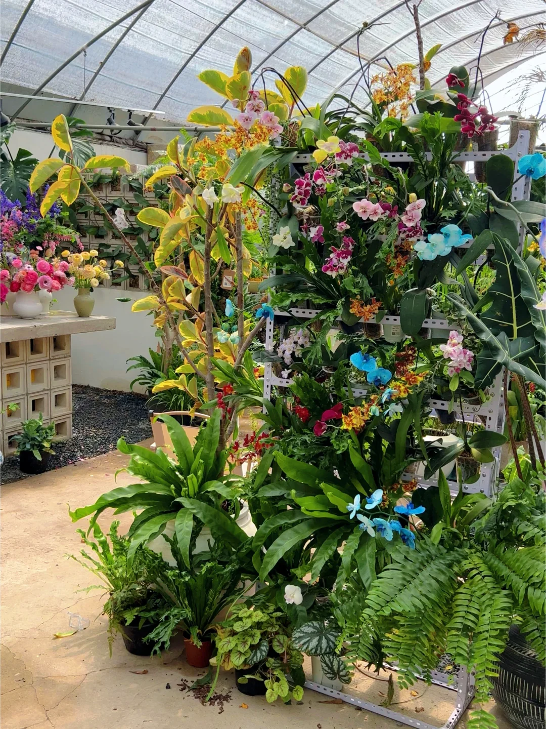 洛阳｜你不知道的买花地儿！(2025 最新实探)