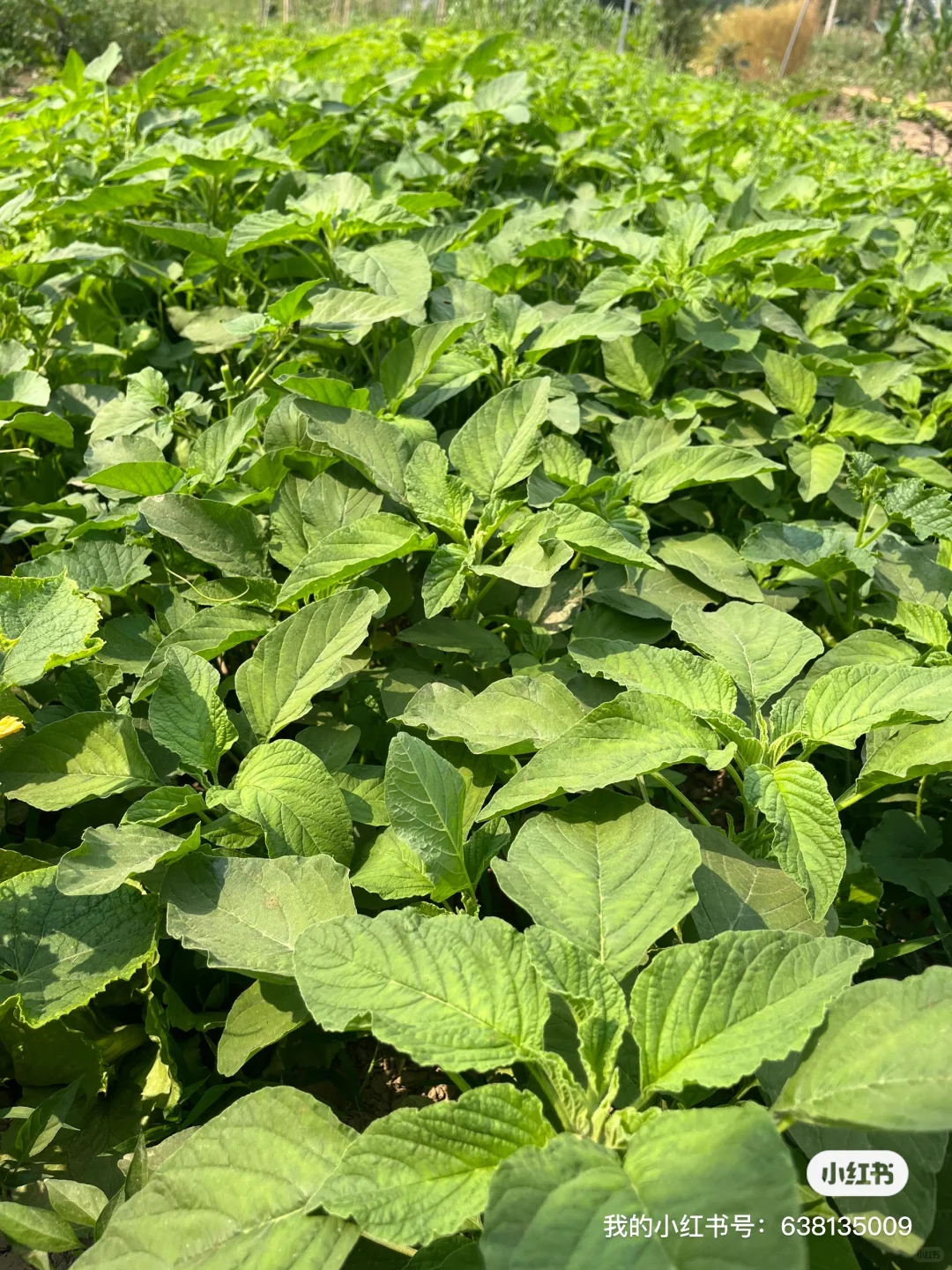 小菜园的菜涨势喜人啊?