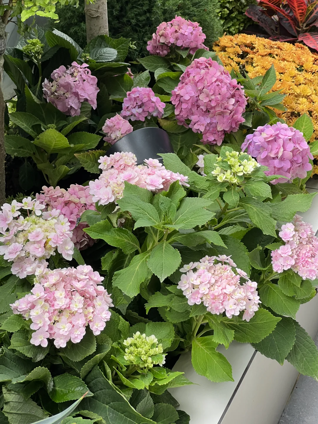 ?花园植物搭配｜普通人自己买植物装的花园