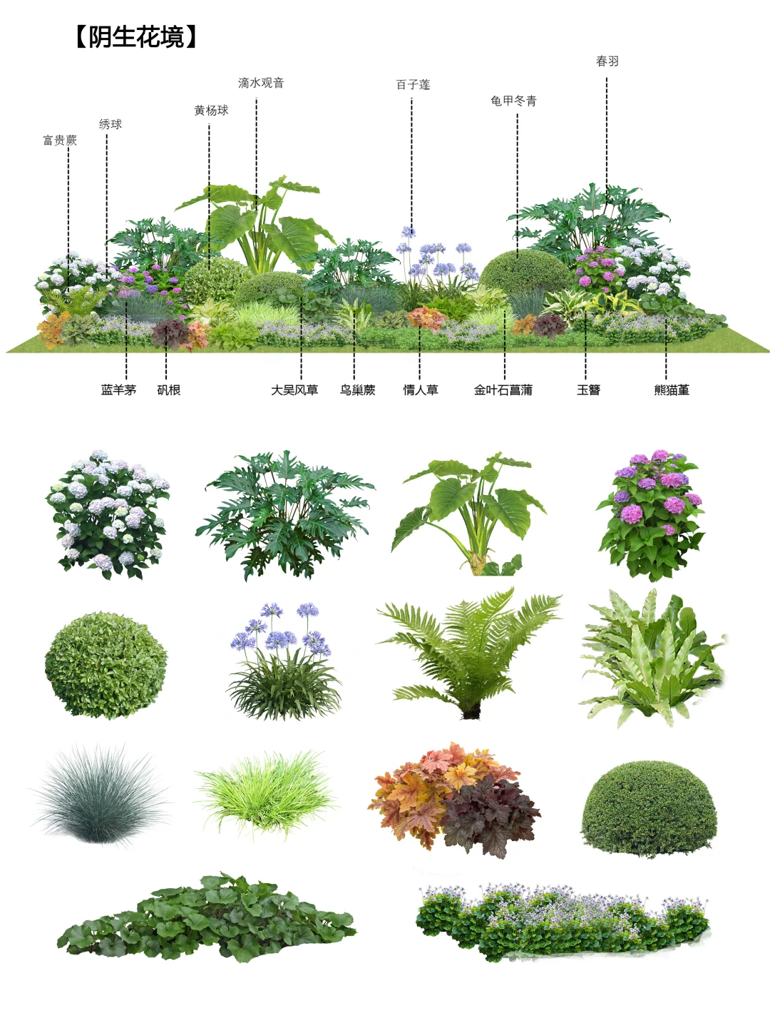 大合集l园林植物搭配小科普