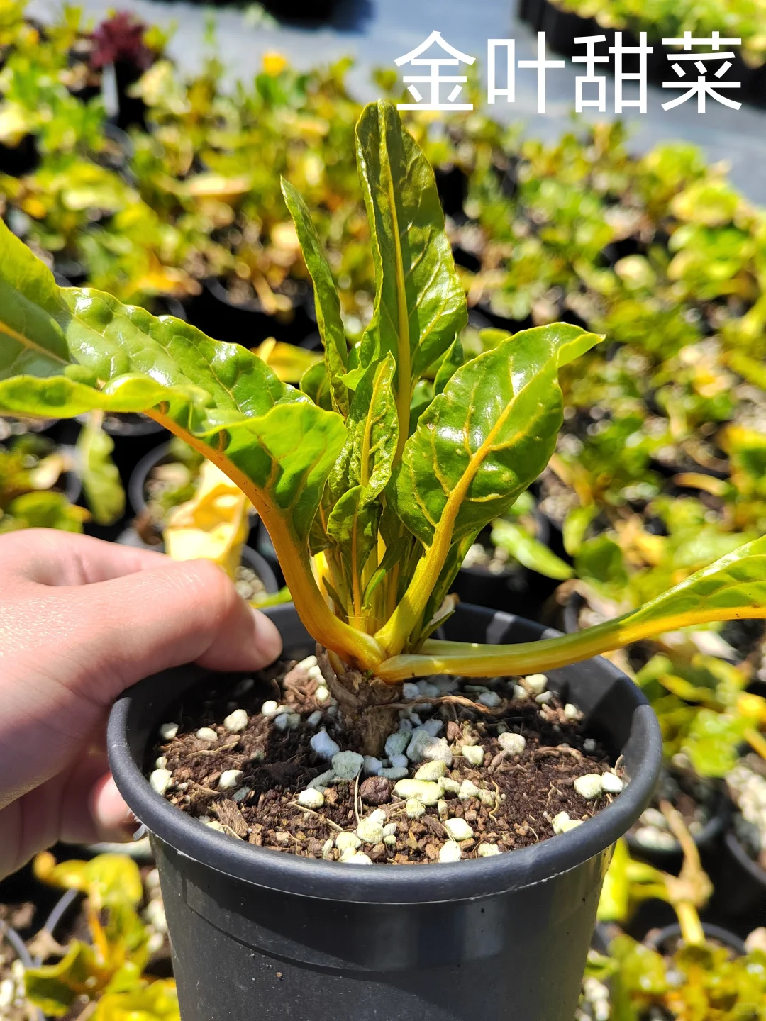 春季各种观赏蔬菜品种