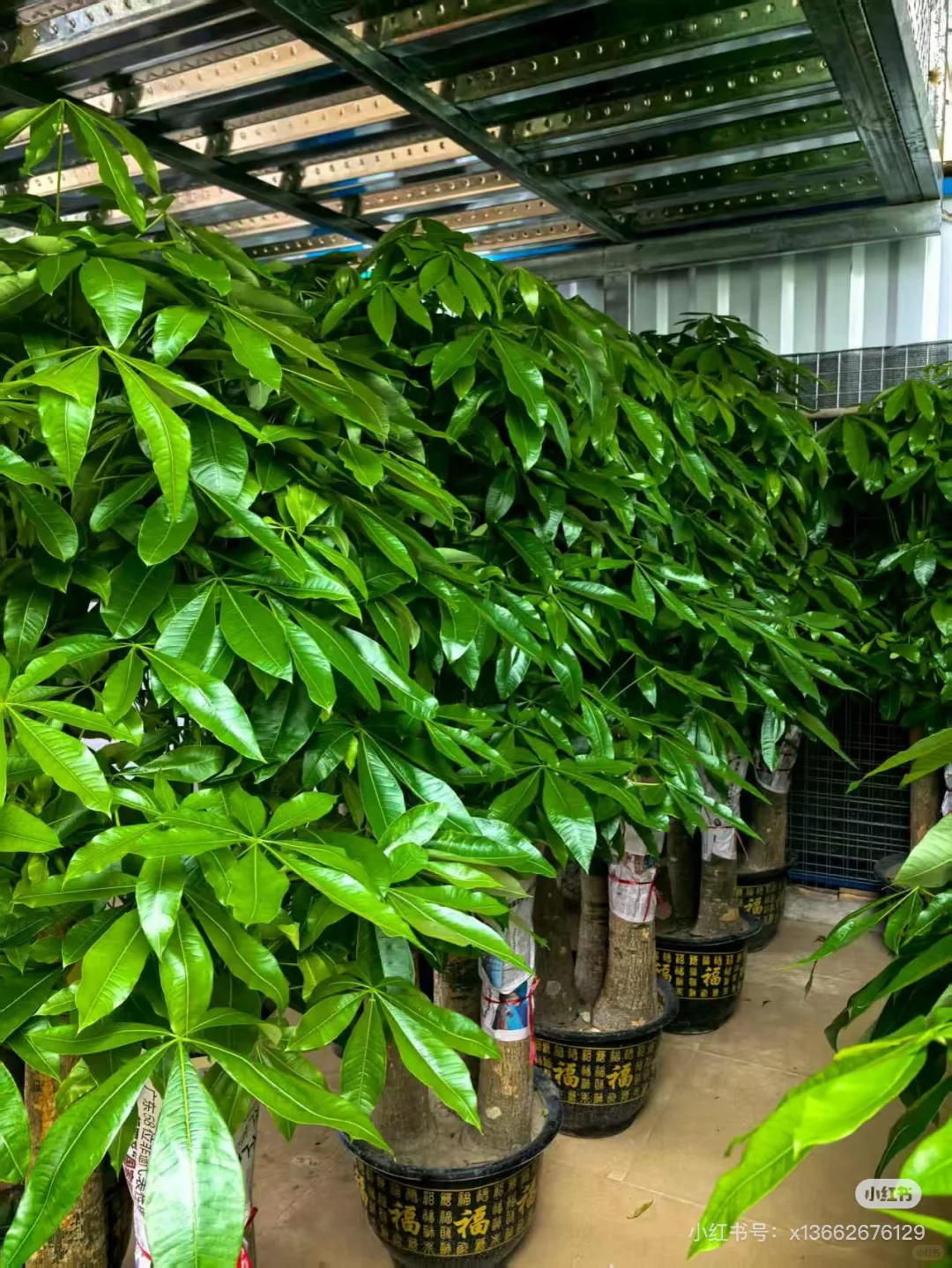 深圳绿植租赁批发，香港?配送