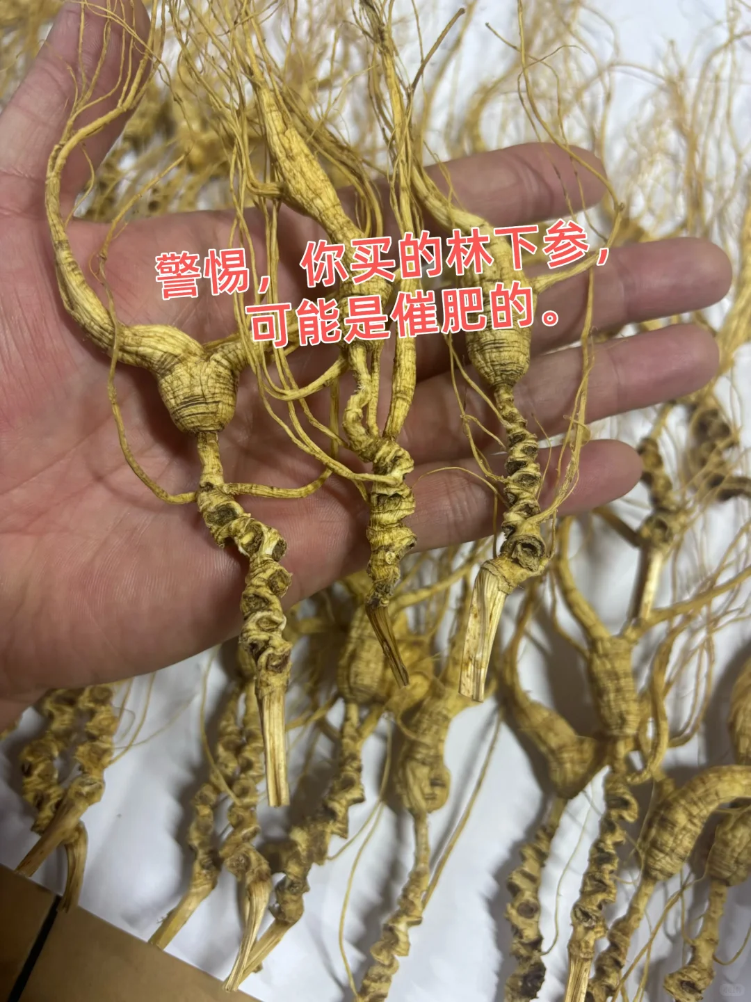 警惕！你买的“野生林下参”，可能是催肥的！