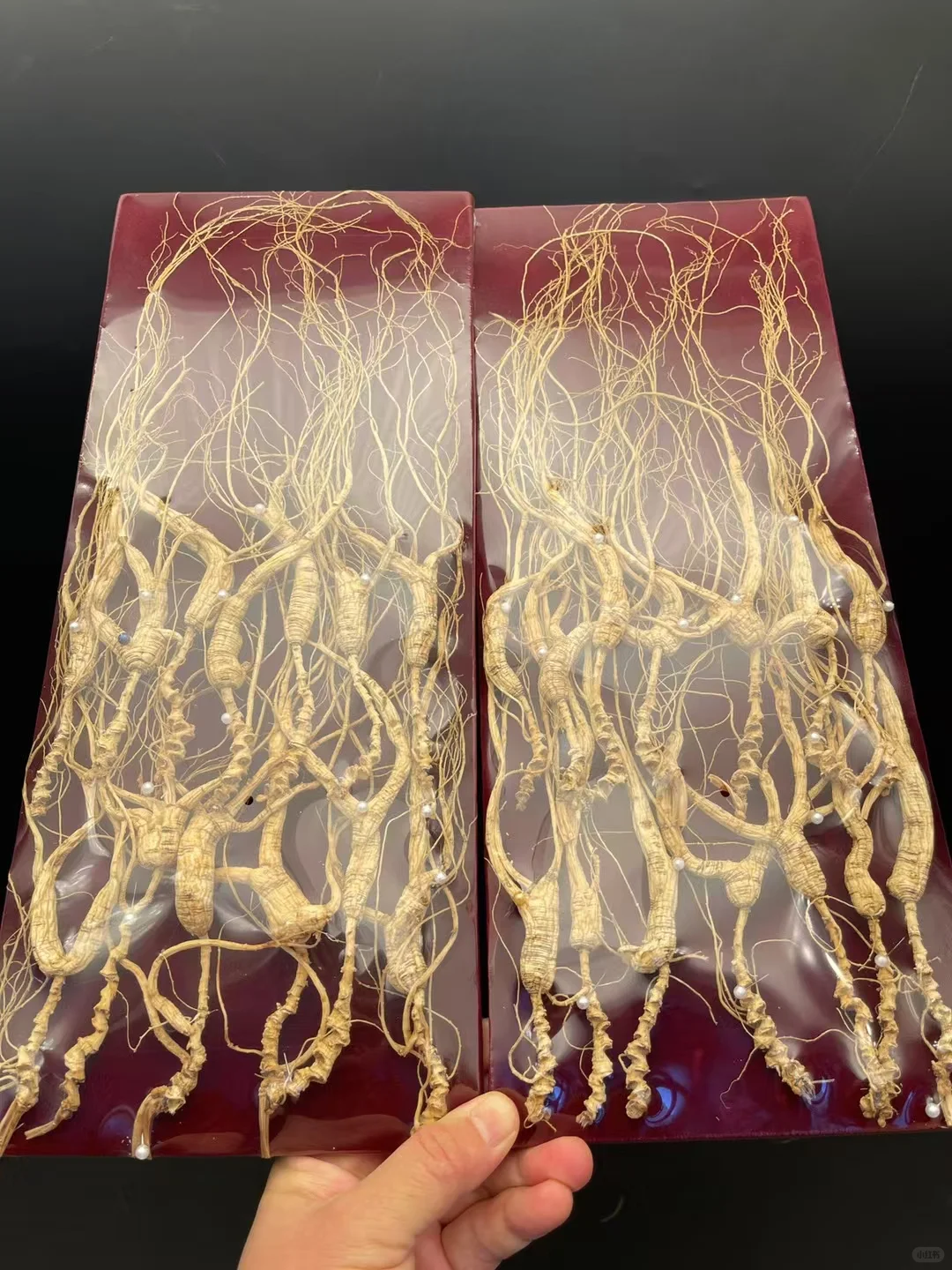 这才是正宗林下参野山参的样子，每一颗都是