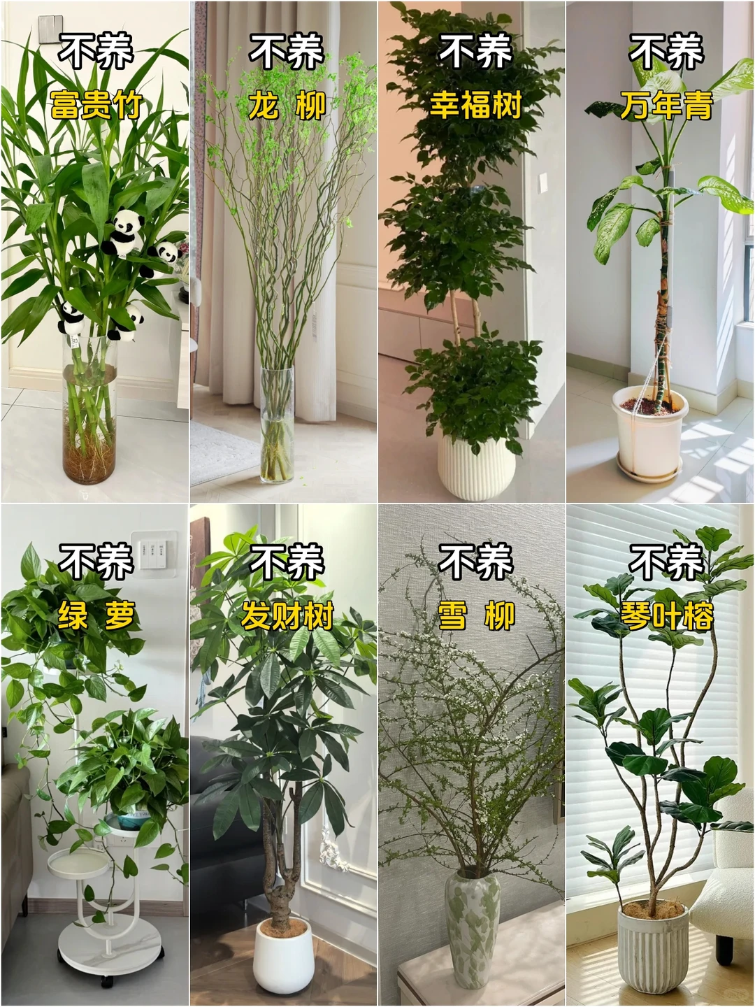 想养好网红客厅绿植？这几种劝你千万别碰！
