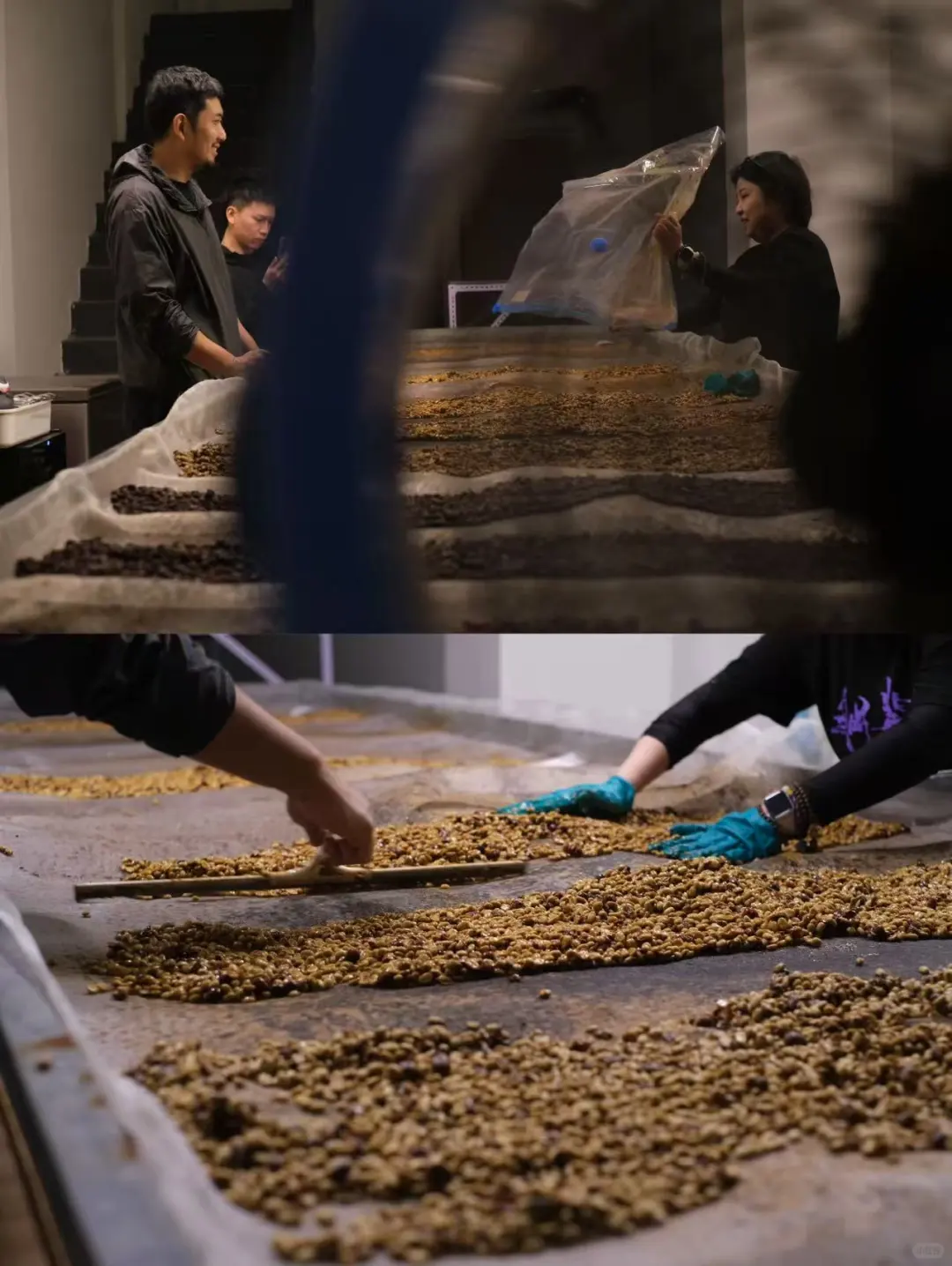 报名：云南产区游 | 生豆处理及烘焙综合课