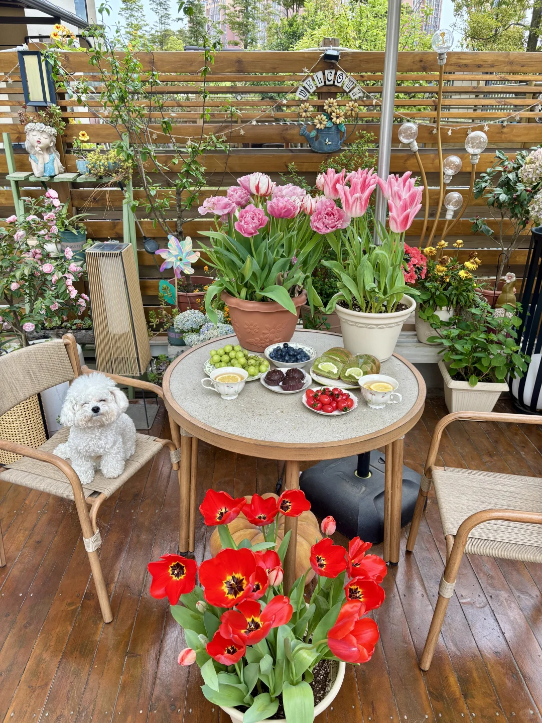 讲真，有这样的院子我能呆1年不出门！?