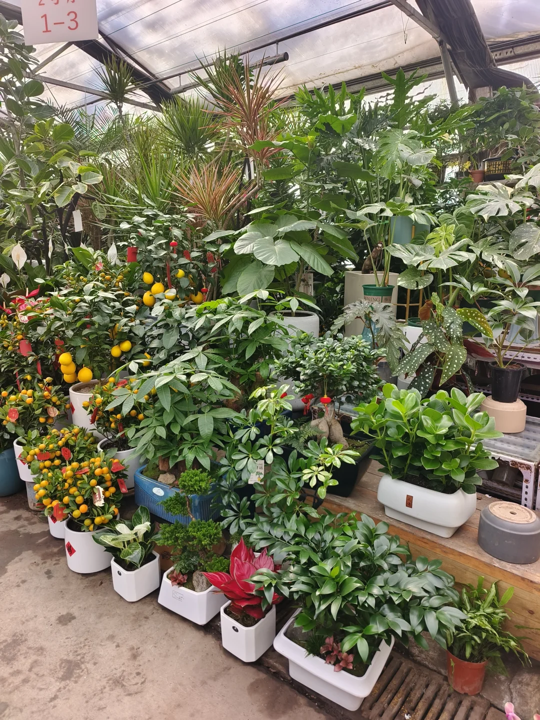 年宵花到新啦❤️乌鲁木齐绿植