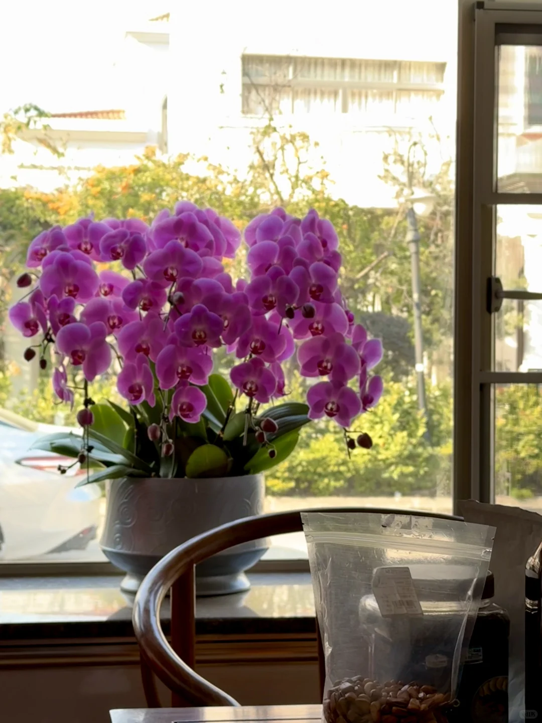 连盆十株230 ?顺德陈村蝴蝶兰下车！附地址~