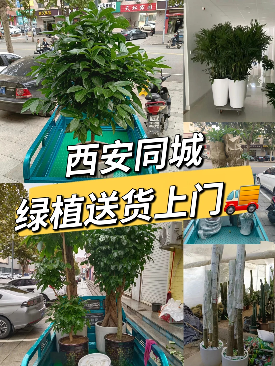 西安绿植送货上门，绿植养护、绿植出租