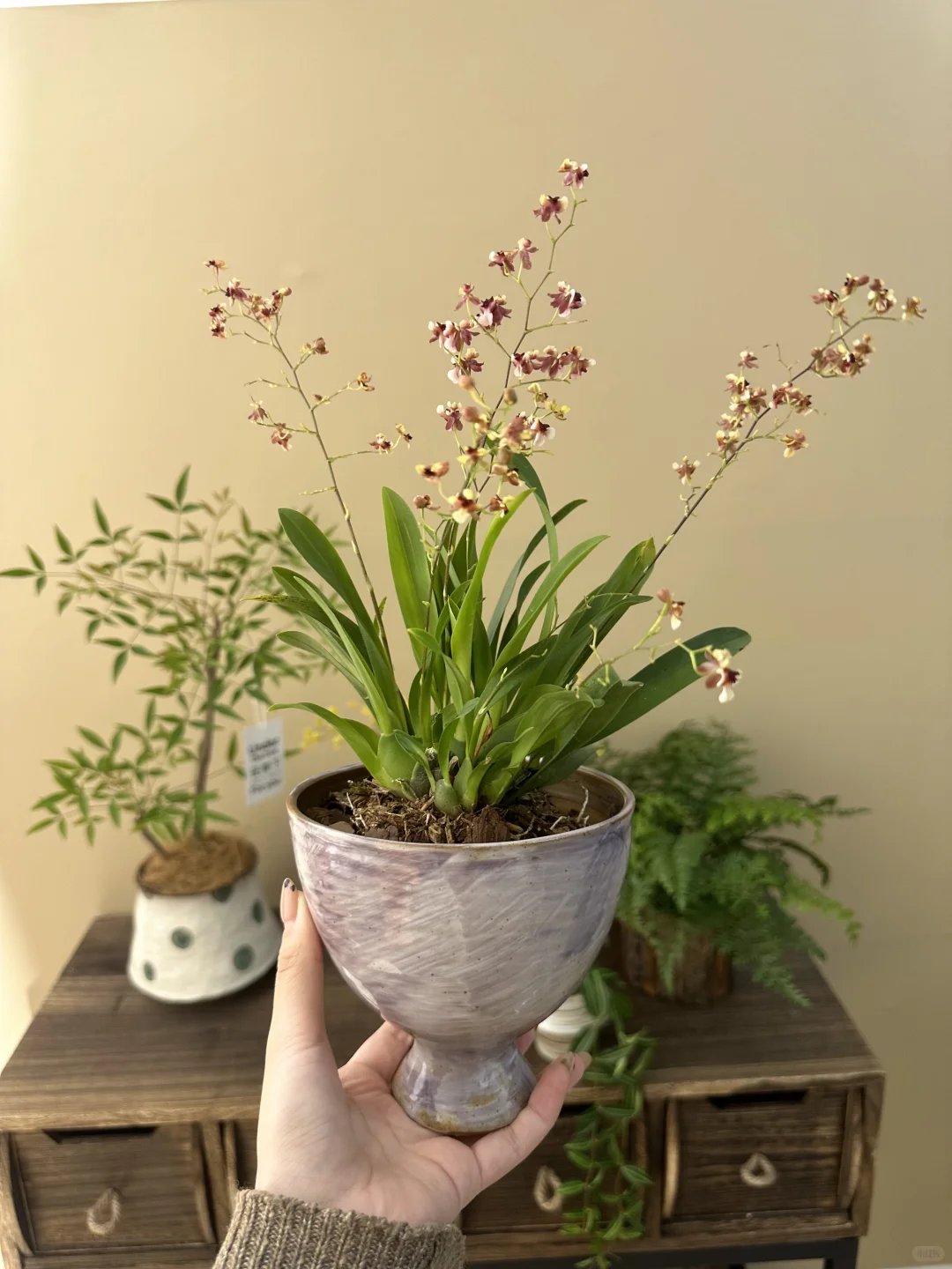 平价小众绿植分享?