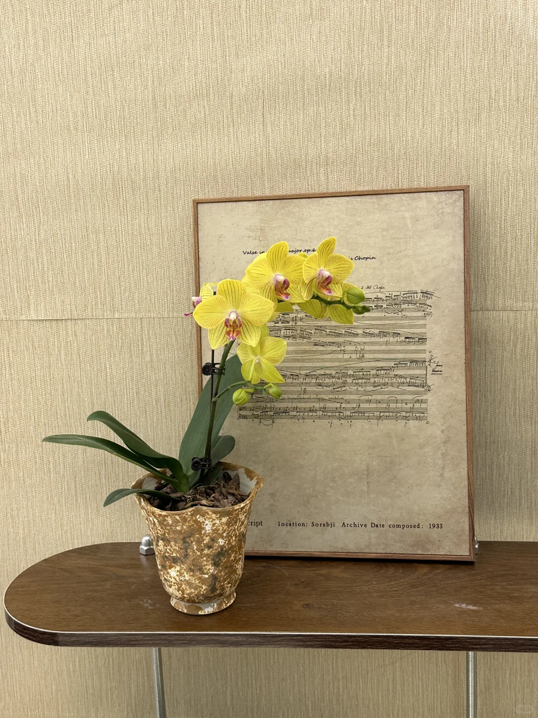 平价中古风绿植分享?