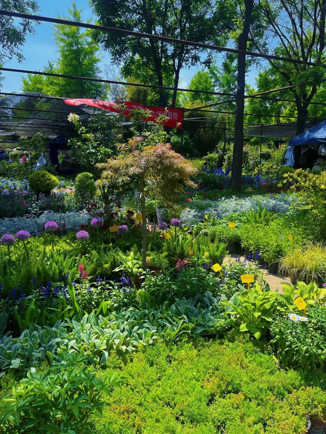 植物爱好者有自己的莫奈花园