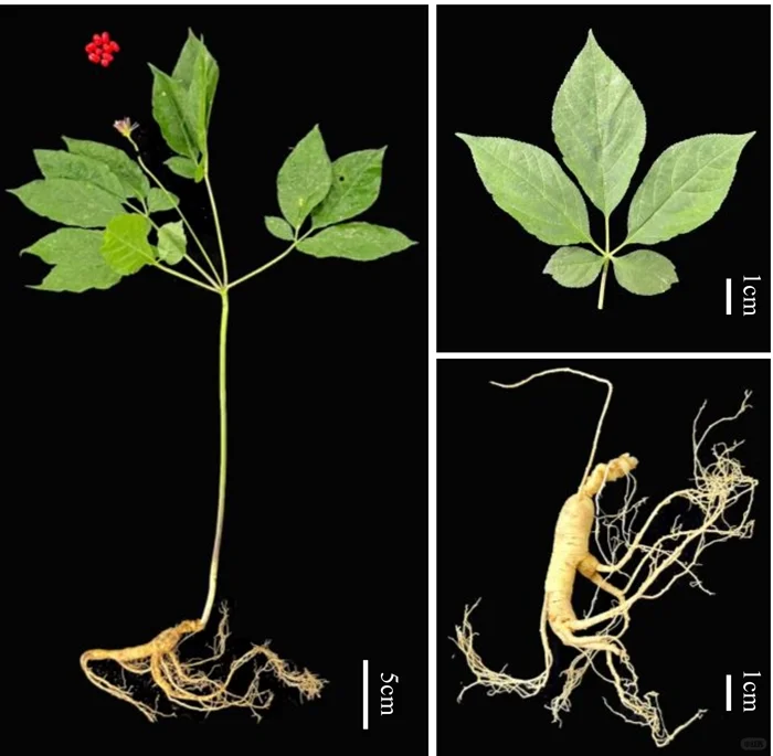 人参育种的“时间革命”！从30年到6年